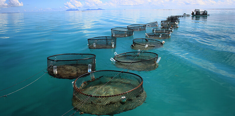 fish farms development in uganda