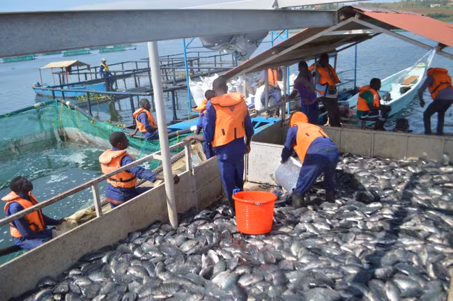 fish being harvested from source of nile lake victoria uganda credit nafrri