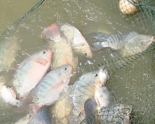 fishfarminguganda
