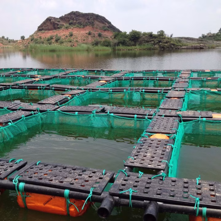 uganda aquaculture dam farming tilapia cages